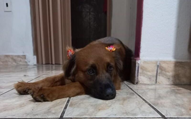 A cachorrinha Pilar, 2 anos, foi castrada no último dia 28 através do programa (Foto: Arquivo pessoal)