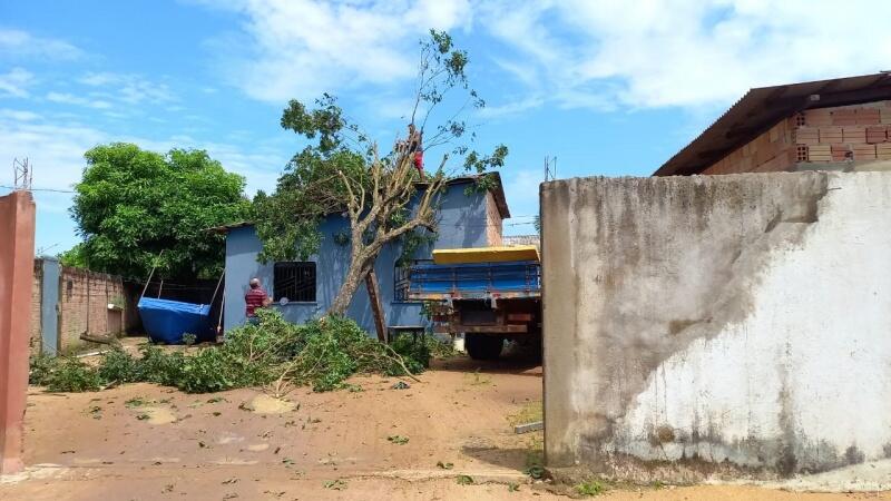 Árvore que caiu no bairro 13 de setembro (Foto: Nilzete Franco/Folha BV)