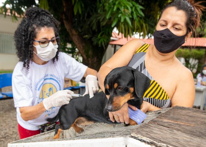 O objetivo da campanha é garantir a saúde dos animais e a proteção dos humanos. (Foto: Divulgação/SEMUC)