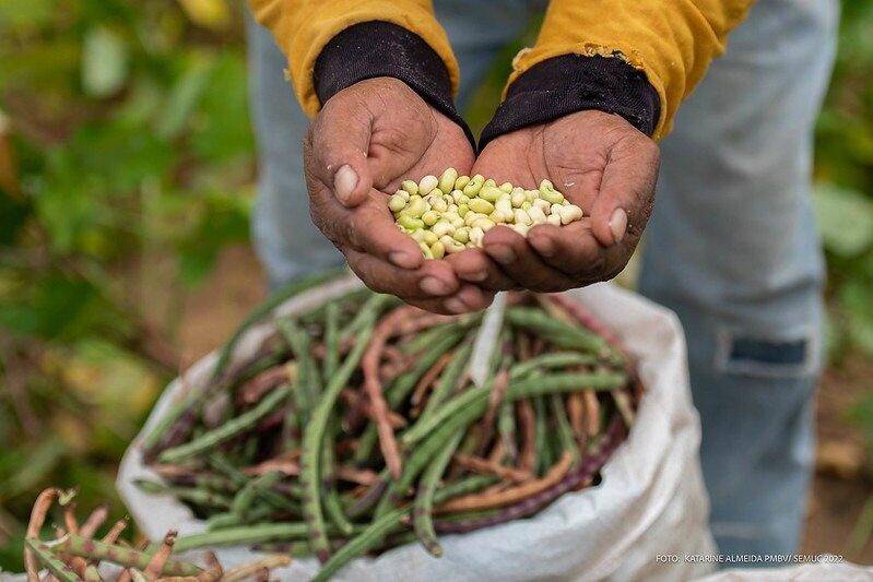A Comunidade Indígena Campo Alegre, localizada na região do baixo São Marcos foi uma das primeiras de Boa Vista que fizeram o plantio de feijão caupi há dois meses (Foto: Katarine Almeida/PMBV)
