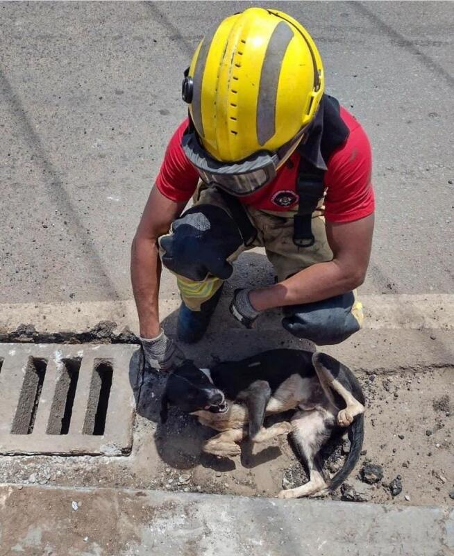 Os bombeiros utilizaram uma isca com comida para atrair o cão até a saída (Foto: Corpo de Bombeiros)