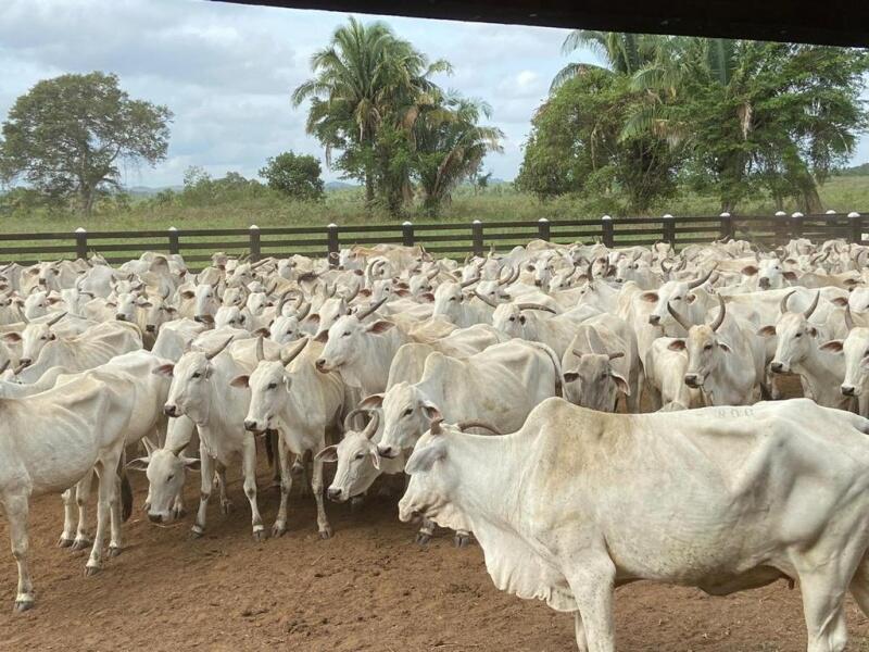 O pecuarista que não conseguiu realizar a vacinação dentro do prazo determinado pela Aderr deve procurar o órgão para obter a autorização de venda ao produtor. (Foto: Divulgação)
