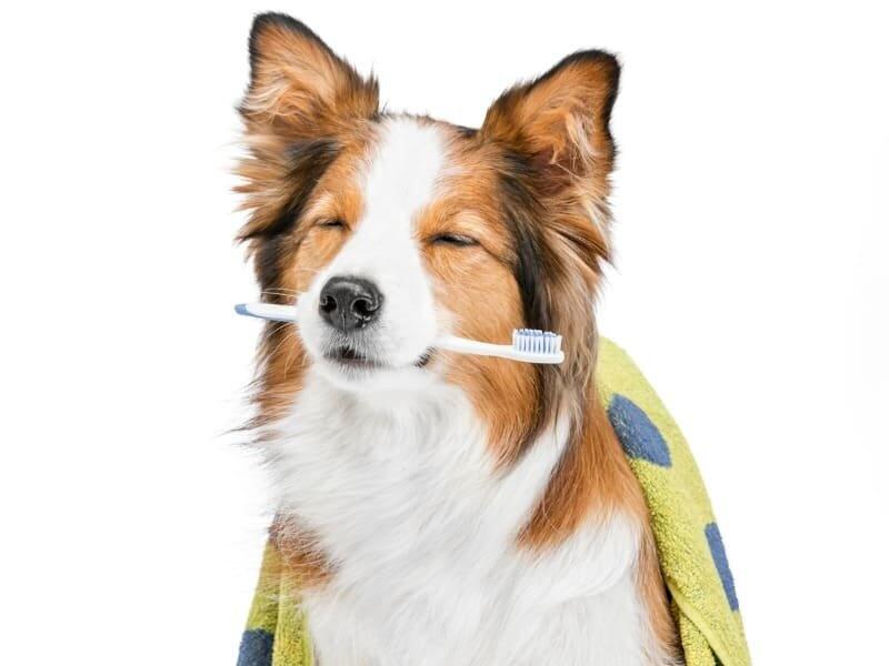 A periodontite em cães e gatos é o adoecimento de parte da região bucal, e por isso deve ser tratada especialmente por um médico veterinário odontologista (Foto: Divulgação)