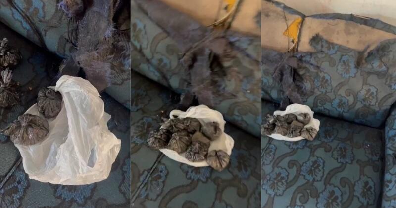 Material foi encontrado no forro de um sofá com ajuda de um cão farejador (Foto: Divulgação)