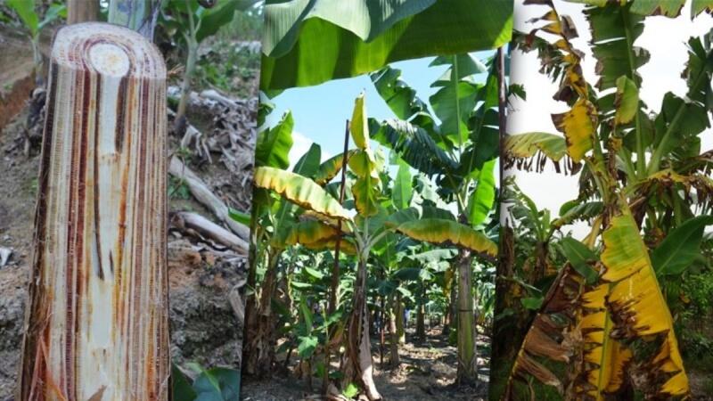 Sinais da contaminação de bananeira incluem aspecto amarelado da folha (Foto: Montagem Mapa)