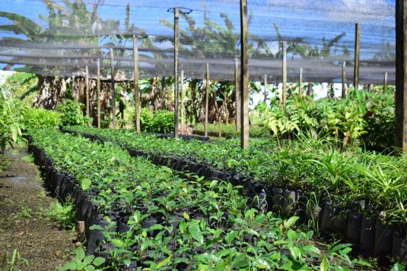 Mudas estão disponíveis para acesso de produtores rurais ou para plantio residencial(Foto: Isabella Cades)