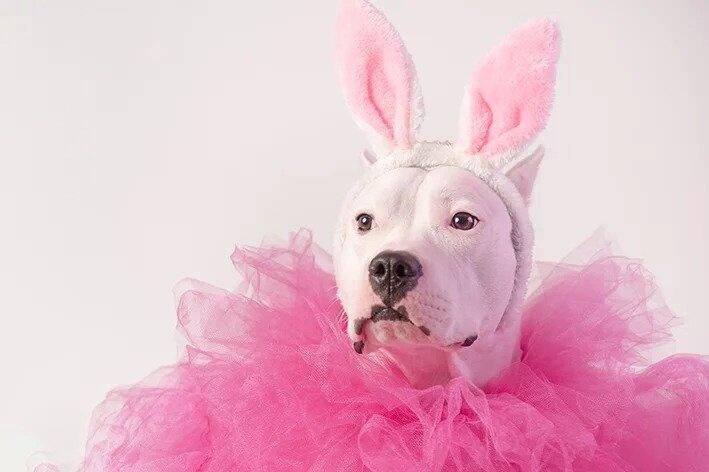 Pets podem participar de bailinho e vestir fantasias