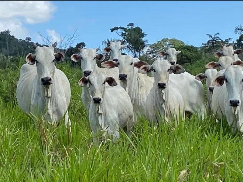 Rebanho de Roraima, em sua maioria, é criado no pasto, conforme a ADERR - Foto: Divulgação
