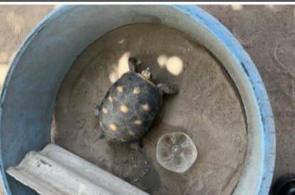 Jabuti encontrado na residência (Foto: Divulgação)