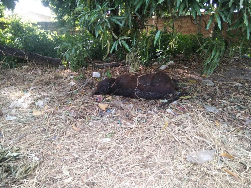 O animal teria morrido de fome e sede (Foto: Divulgação)