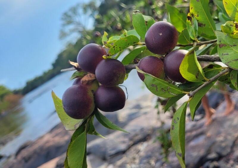 Fruto tem maior teor de vitamina C do mundo. (Foto: arquivo pessoal/Aldenira Maia)