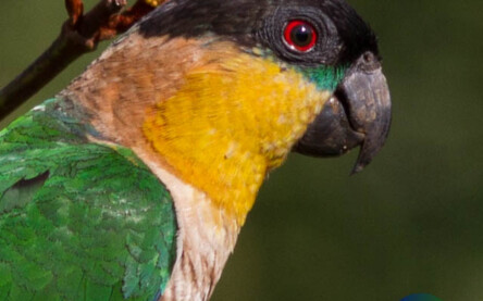 Nome Científico
Pionites melanocephalus
(Linnaeus, 1758)
Nome em Inglês
Black-headed Parrot