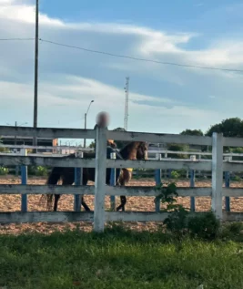 Problemas do clube saíram na Coluna Parabólica e em matéria da FolhaBV. (Foto: arquivo/FolhaBV)